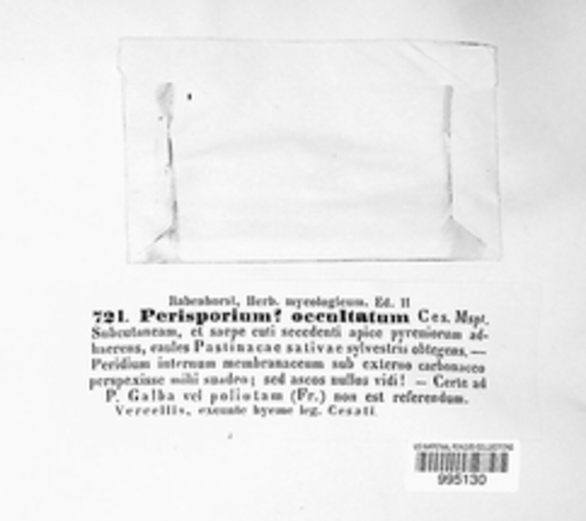 Perisporium occultatum image